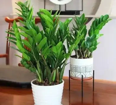 十大淨化空氣的植物