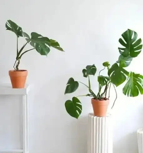 十大淨化空氣的植物