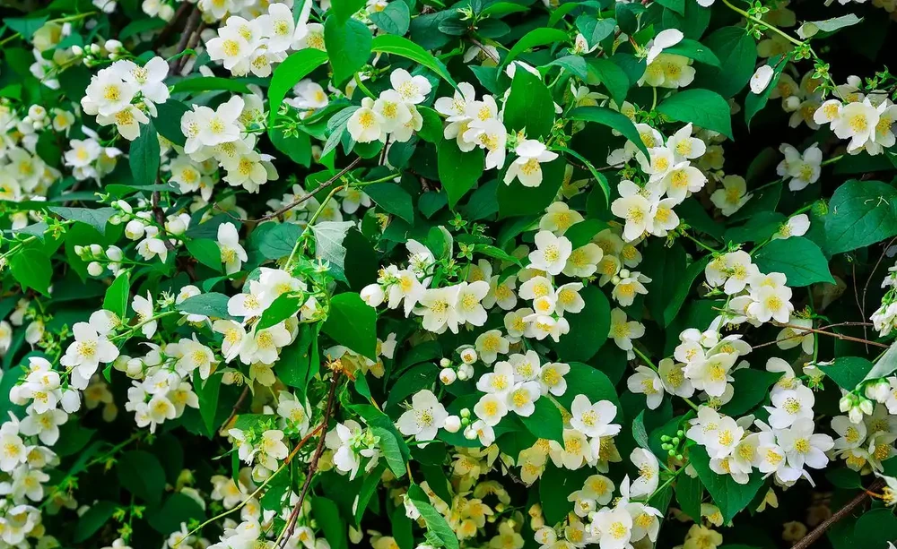 木樨花花語是什麼