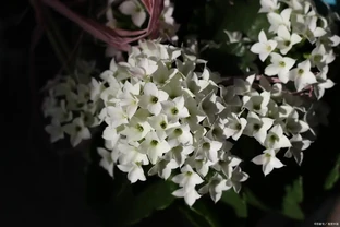 木樨花花語是什麼