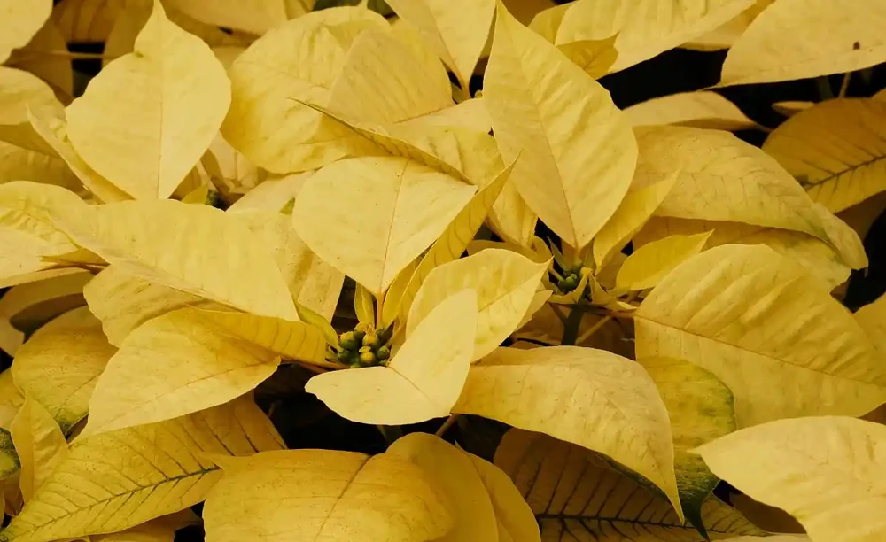 植物缺素症狀與影響