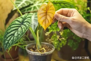 葉片發黃是缺什麼肥料