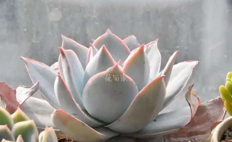 接近三千字,多肉植物超全養護攻略,8句口訣一網打盡,快收藏