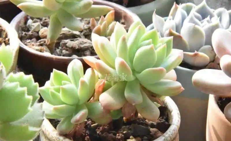 接近三千字,多肉植物超全養護攻略,8句口訣一網打盡,快收藏