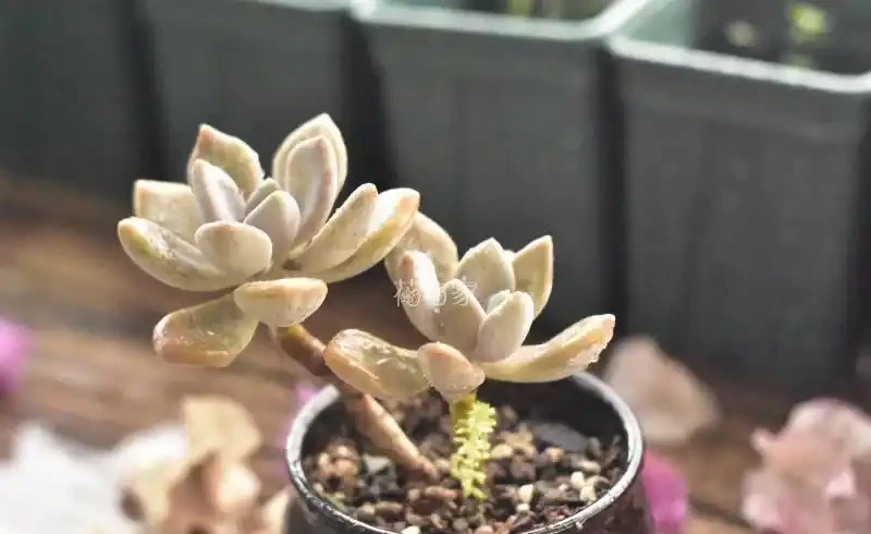 接近三千字,多肉植物超全養護攻略,8句口訣一網打盡,快收藏