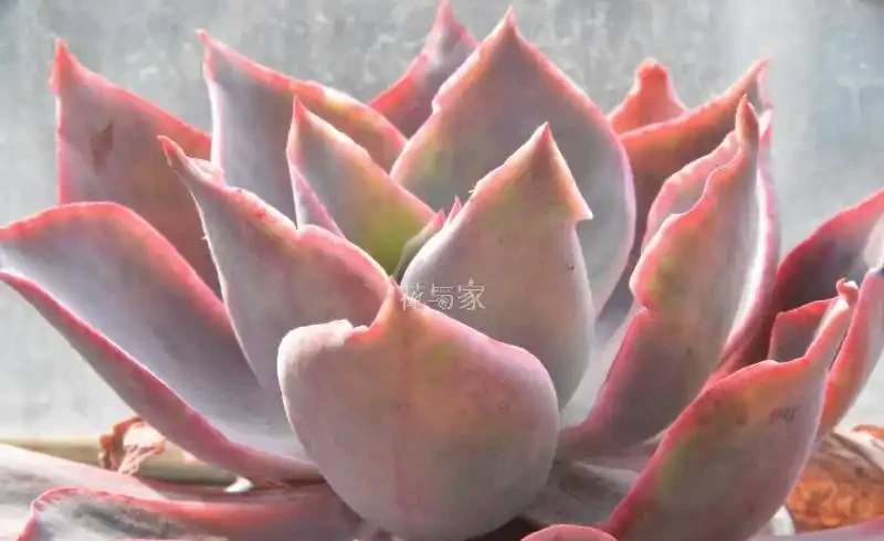 接近三千字,多肉植物超全養護攻略,8句口訣一網打盡,快收藏