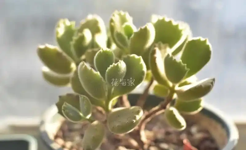 接近三千字,多肉植物超全養護攻略,8句口訣一網打盡,快收藏