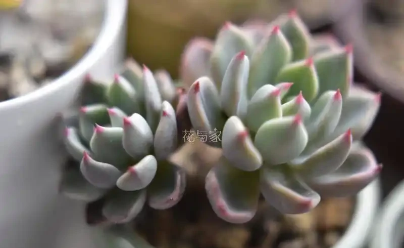 接近三千字,多肉植物超全養護攻略,8句口訣一網打盡,快收藏