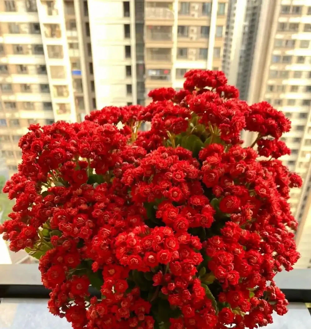 這10種花，開花紅豔豔，喜慶又旺家，冬天買花就買它