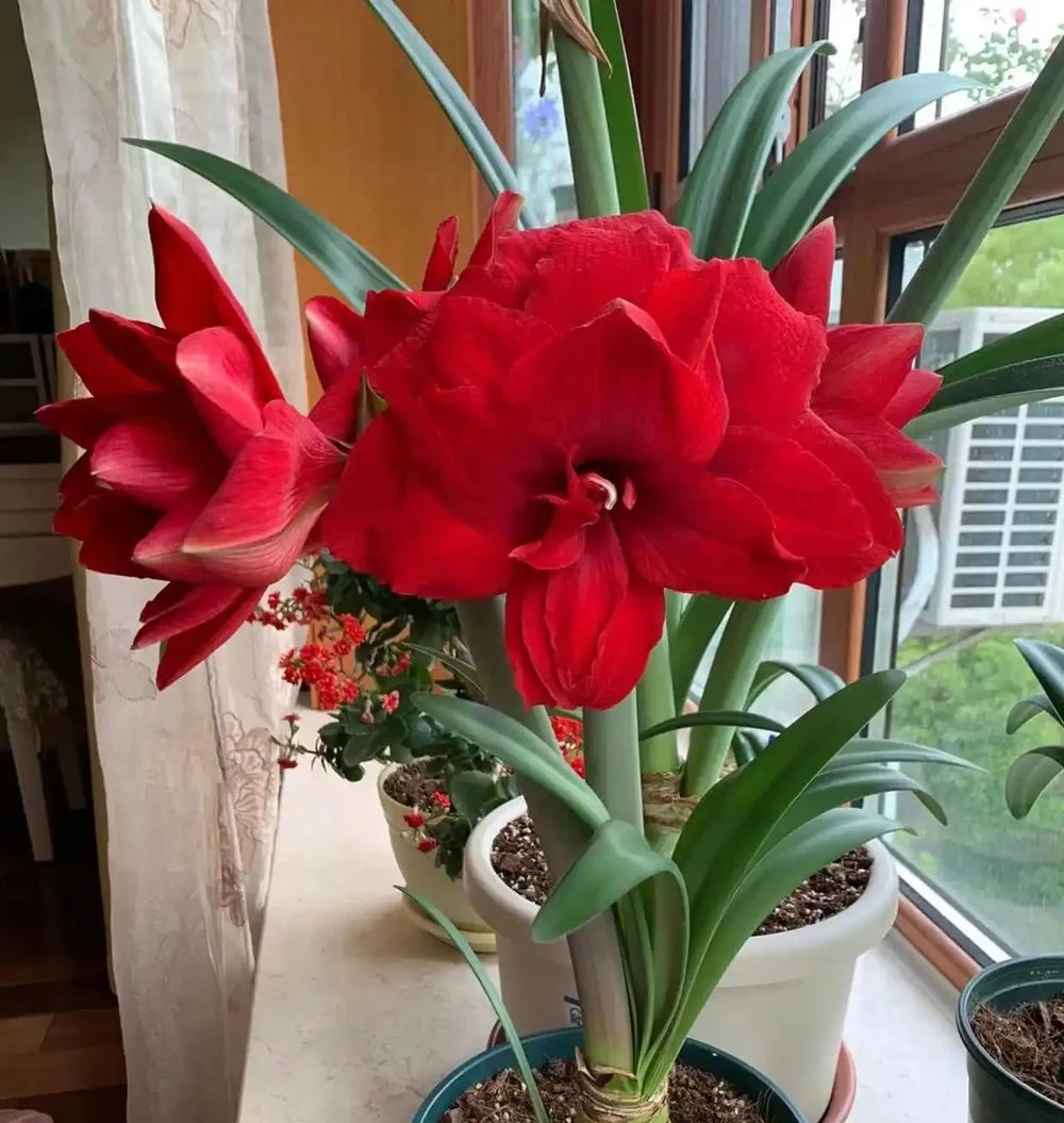 這10種花，開花紅豔豔，喜慶又旺家，冬天買花就買它