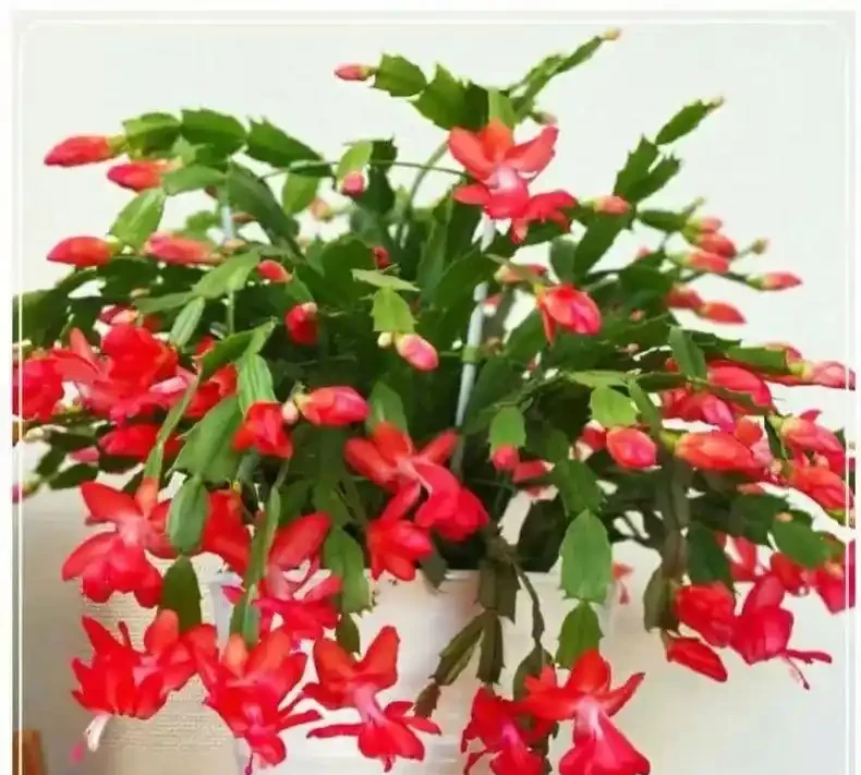 這10種花，開花紅豔豔，喜慶又旺家，冬天買花就買它
