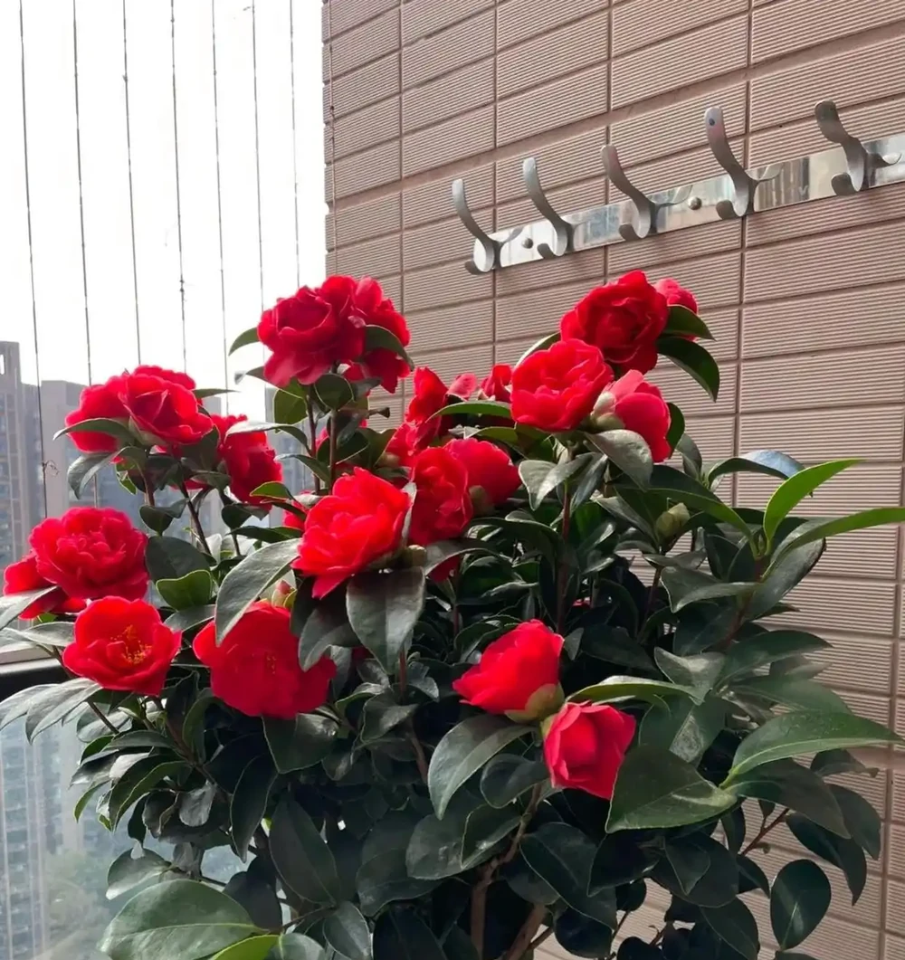 這10種花，開花紅豔豔，喜慶又旺家，冬天買花就買它