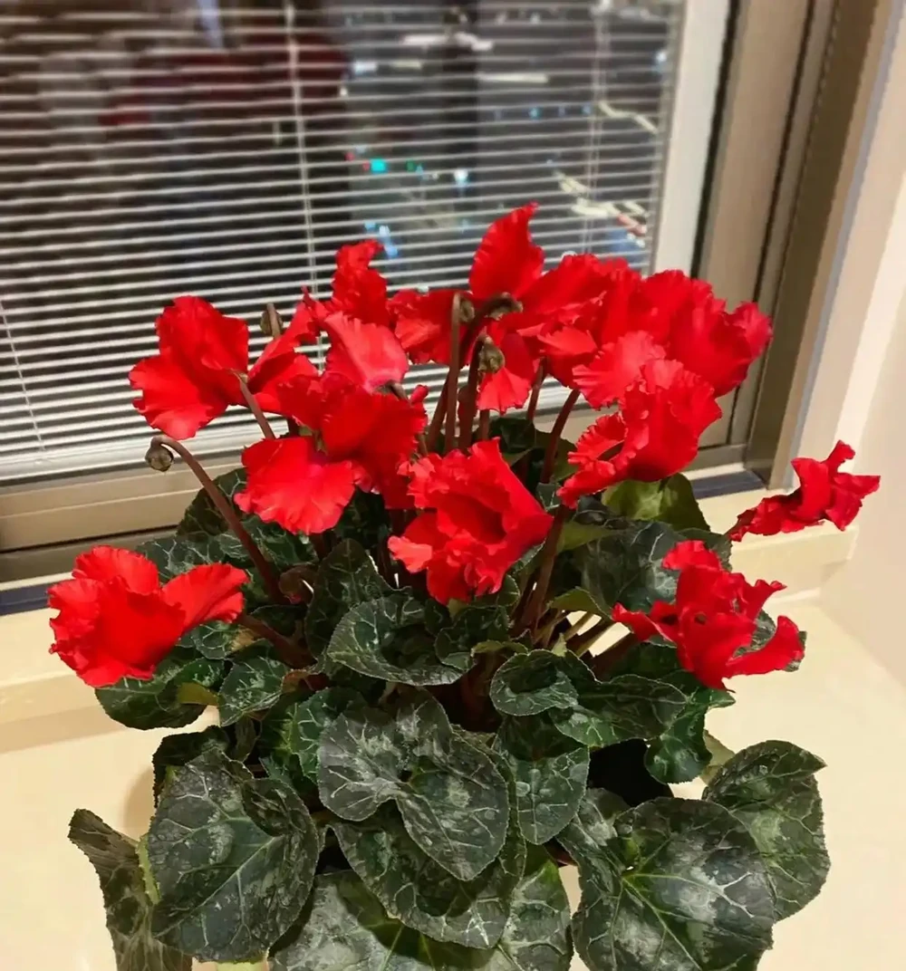 這10種花，開花紅豔豔，喜慶又旺家，冬天買花就買它