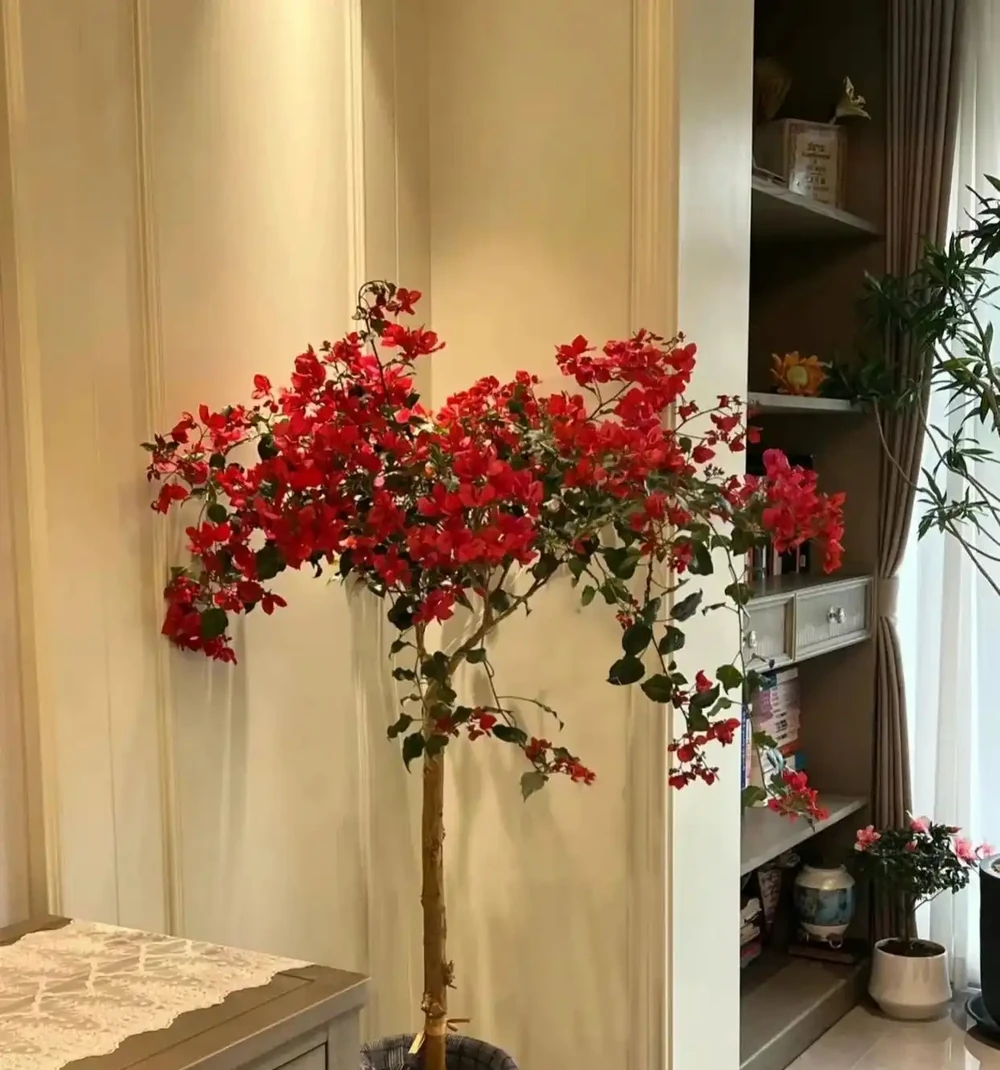 這10種花，開花紅豔豔，喜慶又旺家，冬天買花就買它