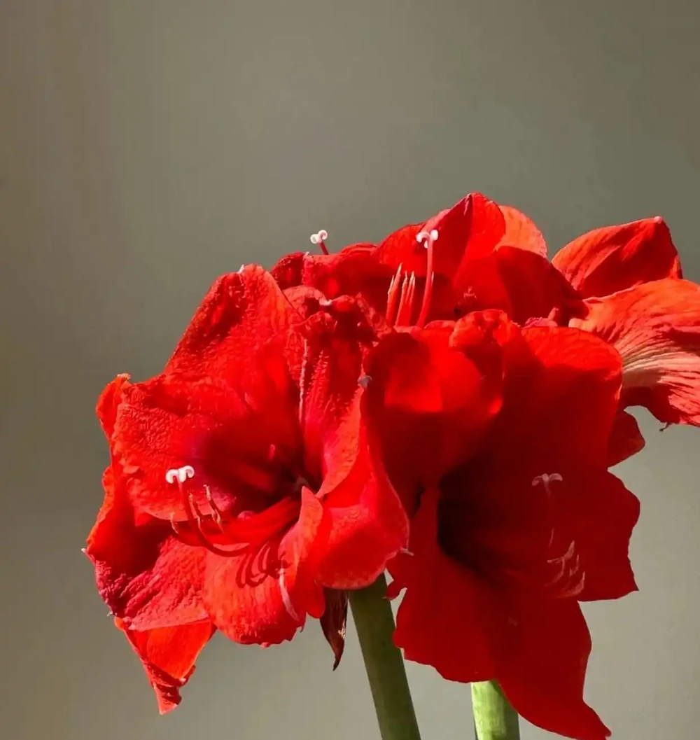 這10種花，開花紅豔豔，喜慶又旺家，冬天買花就買它