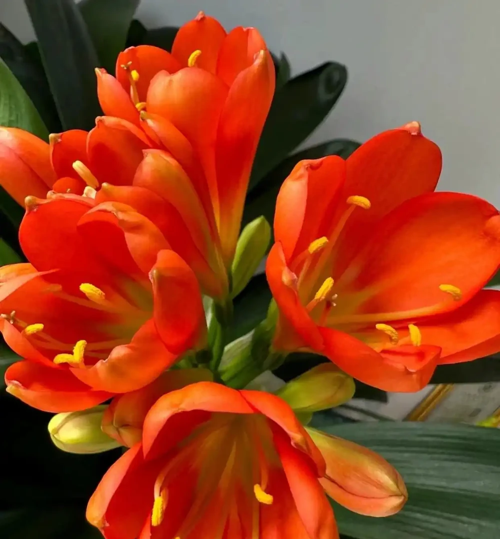 這10種花，開花紅豔豔，喜慶又旺家，冬天買花就買它