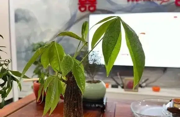 發財樹雖然漂亮,但有3個「弱點」,花友們不可不知
