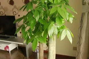 發財樹雖然漂亮，但有3個「弱點」，花友們不可不知