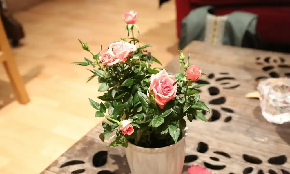 玫瑰花枝插枝小竅門:讓你輕鬆擁有香氣四溢的玫瑰