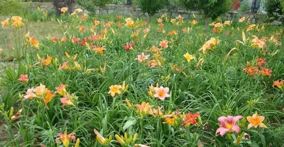 適合地植的6種花，開花很豔很高大上，冬天不怕冷，每年都開花