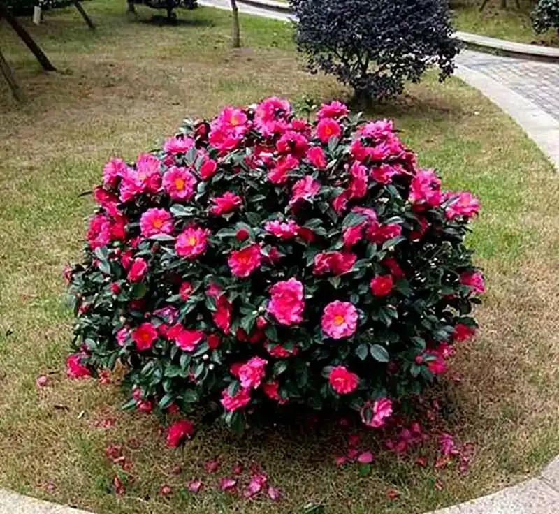 適合地植的6種花，開花很豔很高大上，冬天不怕冷，每年都開花