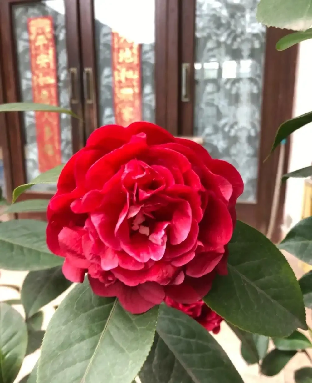 適合地植的6種花，開花很豔很高大上，冬天不怕冷，每年都開花
