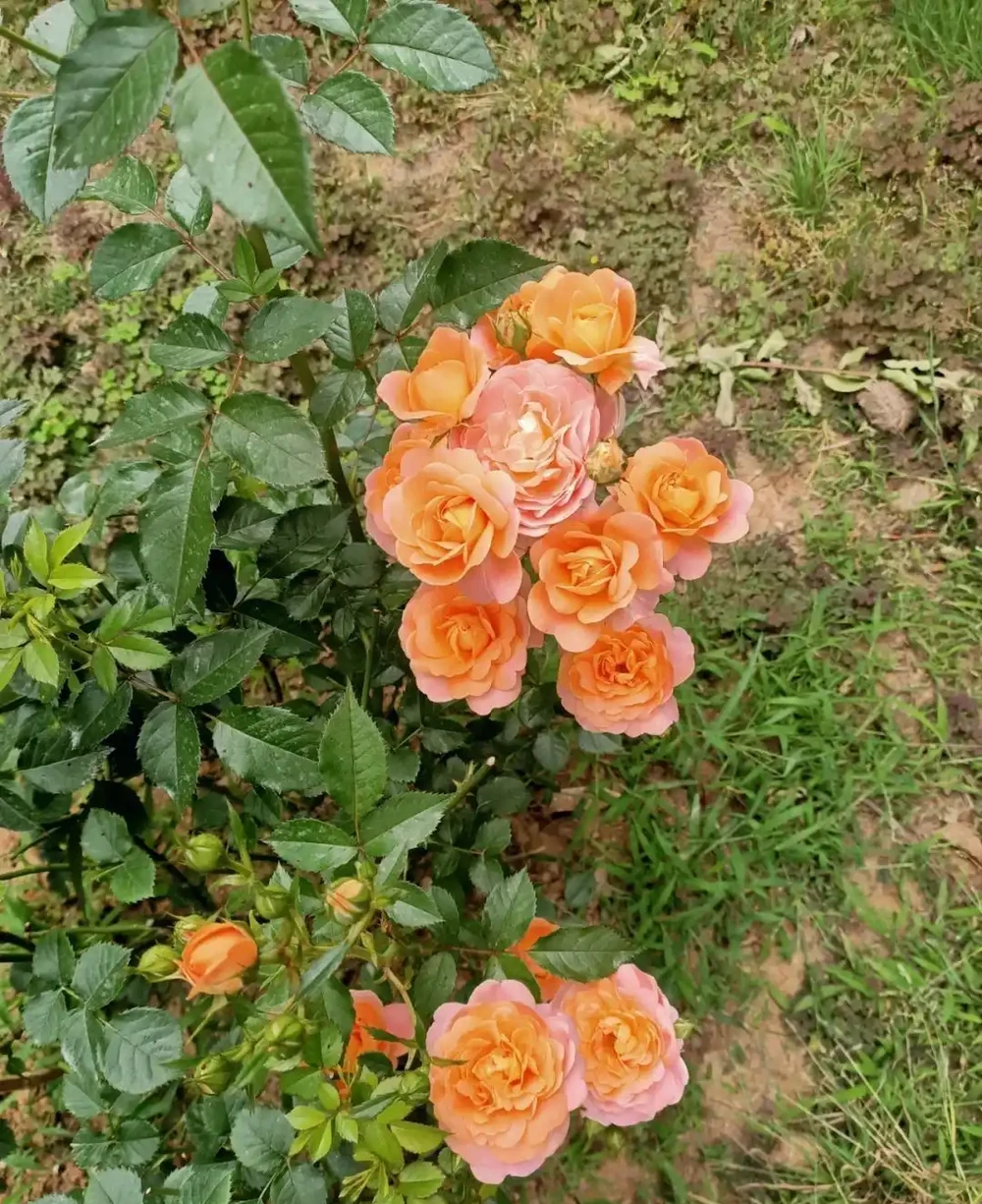 適合地植的6種花，開花很豔很高大上，冬天不怕冷，每年都開花