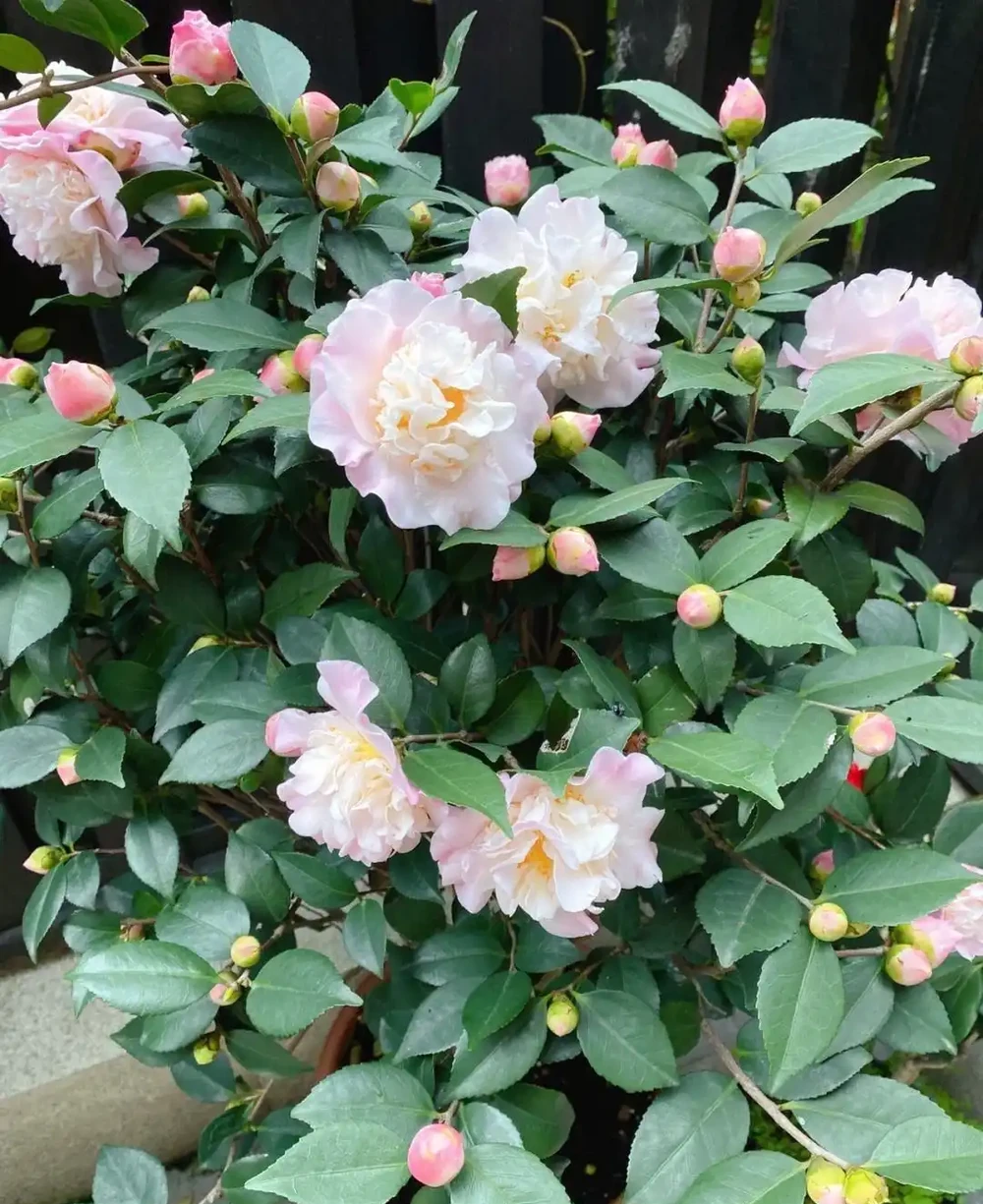 適合地植的6種花，開花很豔很高大上，冬天不怕冷，每年都開花