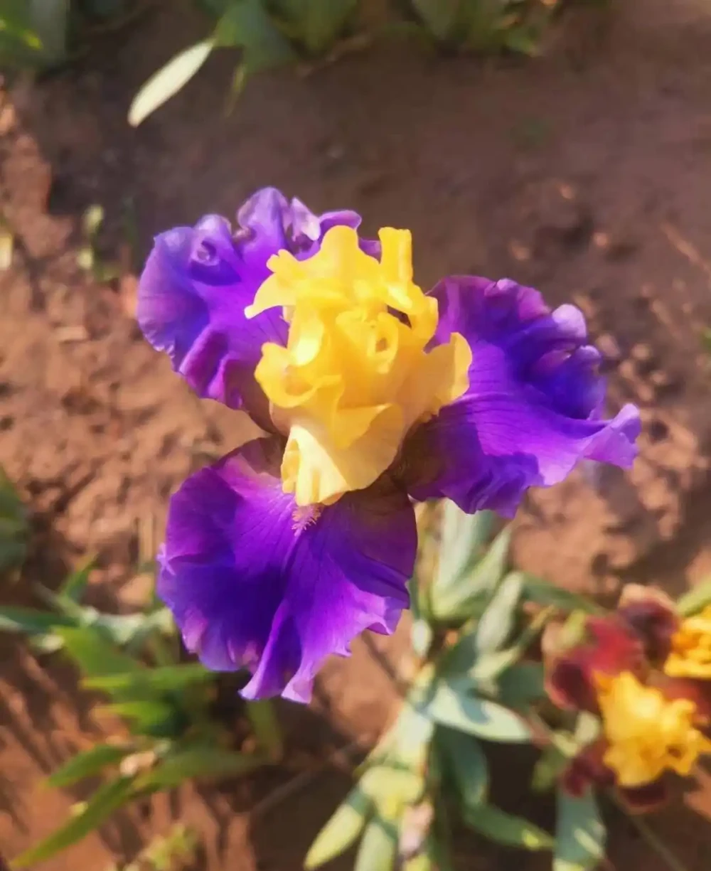適合地植的6種花，開花很豔很高大上，冬天不怕冷，每年都開花