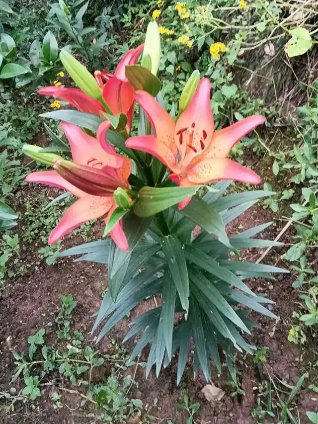 適合地植的6種花，開花很豔很高大上，冬天不怕冷，每年都開花