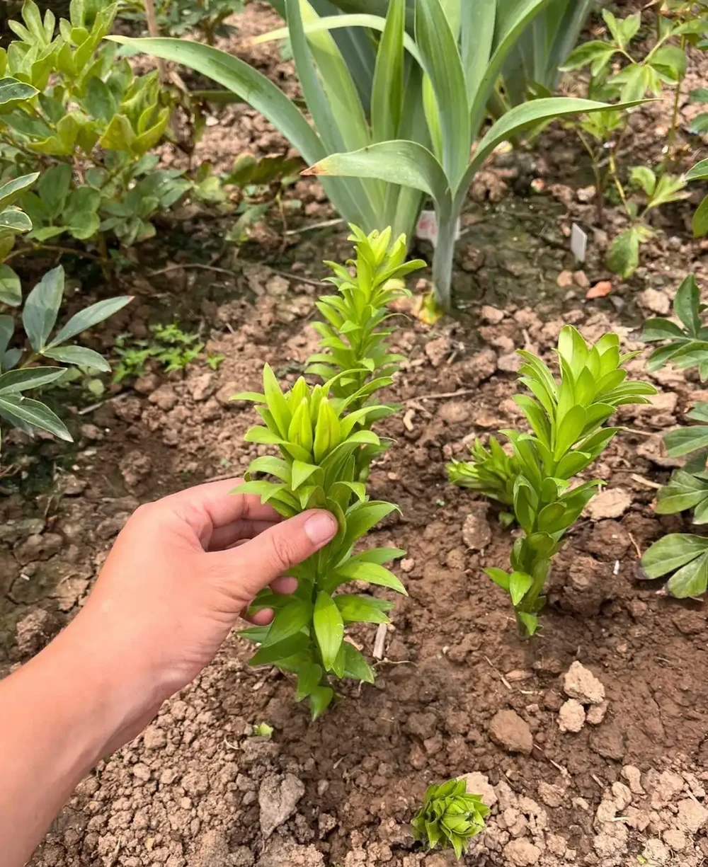 適合地植的6種花，開花很豔很高大上，冬天不怕冷，每年都開花