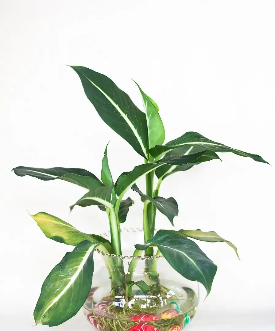 金鑽綠植養殖攻略,教你如何讓它長得更茂盛!