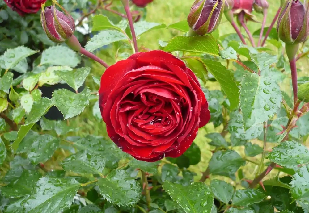 玫瑰花種子怎麼種植