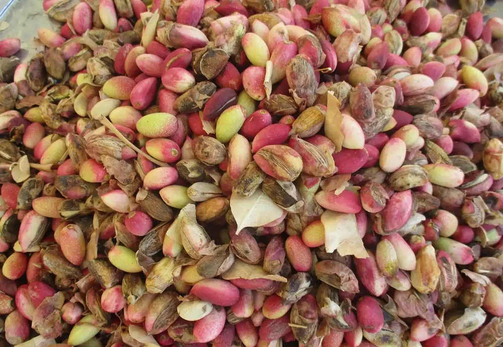 玫瑰花種子怎麼種植