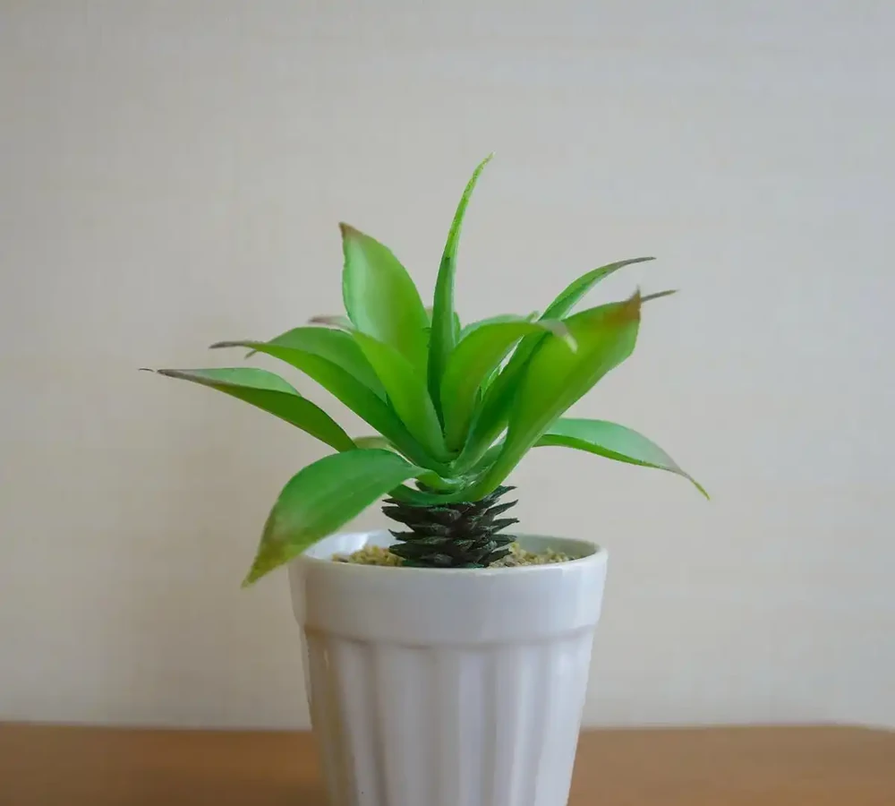 金鑽綠植養殖攻略,教你如何讓它長得更茂盛!