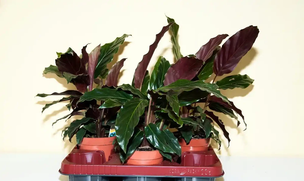 金鑽綠植養殖攻略,教你如何讓它長得更茂盛!