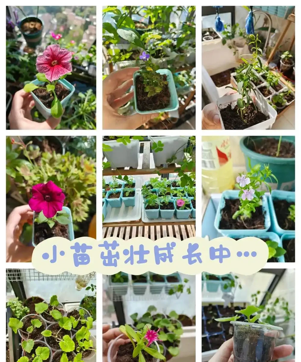 牢記插枝「5口訣」，黑杆也能變「綠杆」，冬天也能保證成活率