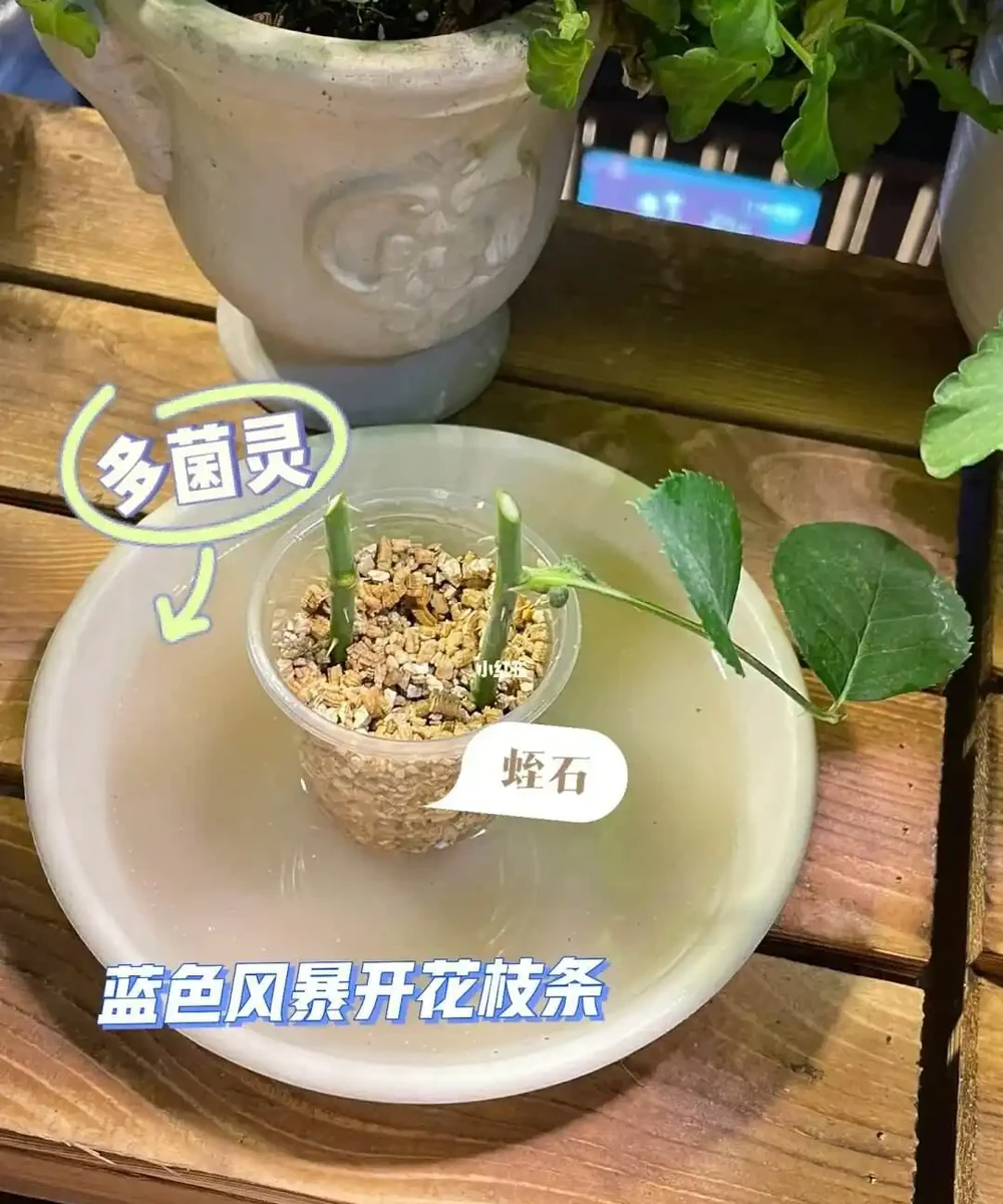 牢記插枝「5口訣」，黑杆也能變「綠杆」，冬天也能保證成活率