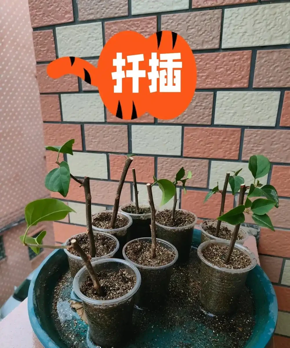 牢記插枝「5口訣」，黑杆也能變「綠杆」，冬天也能保證成活率