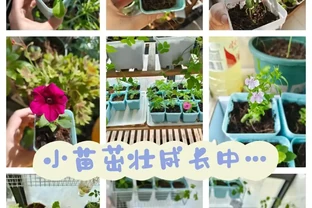 牢記插枝「5口訣」，黑杆也能變「綠杆」，冬天也能保證成活率