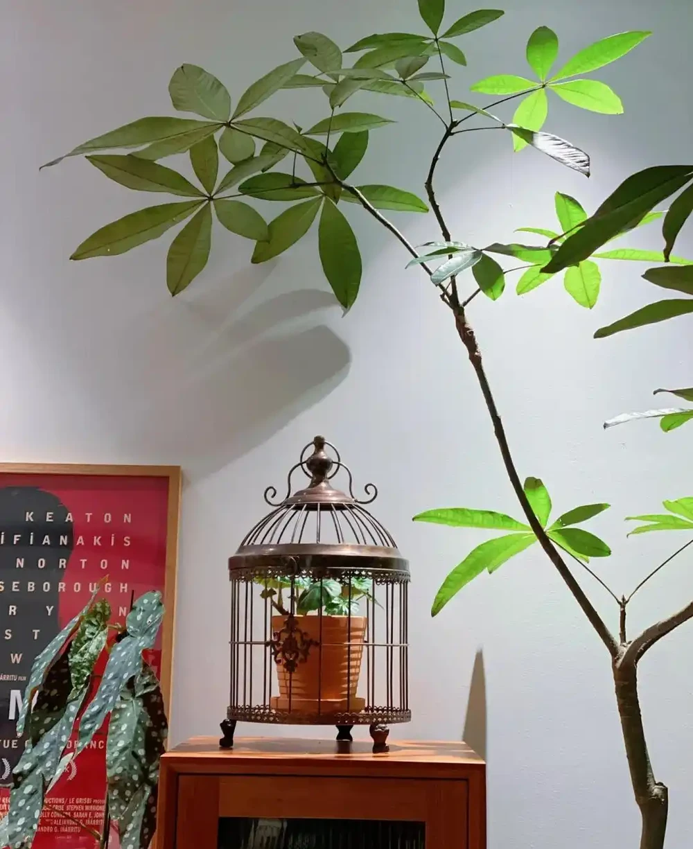 人養花，花旺人！客廳養盆大綠植，真的「有好處」