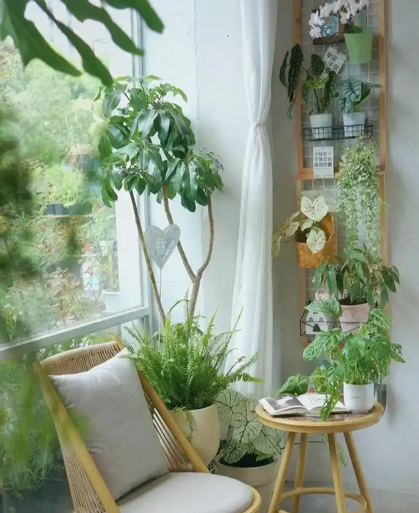 人養花，花旺人！客廳養盆大綠植，真的「有好處」