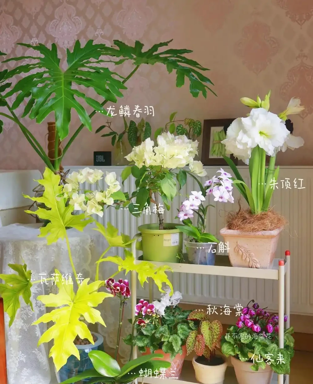 人養花，花旺人！客廳養盆大綠植，真的「有好處」