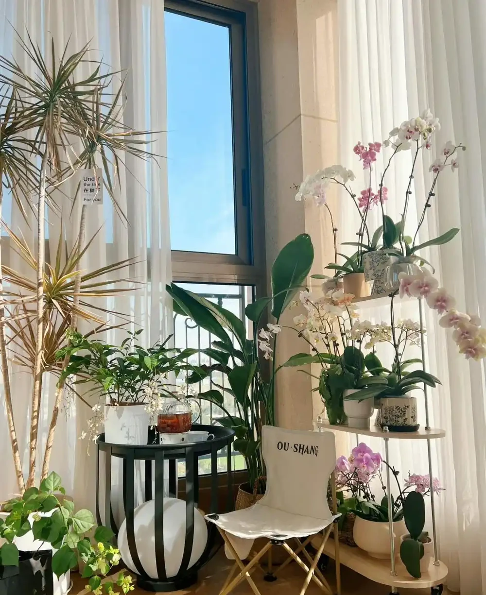 人養花，花旺人！客廳養盆大綠植，真的「有好處」