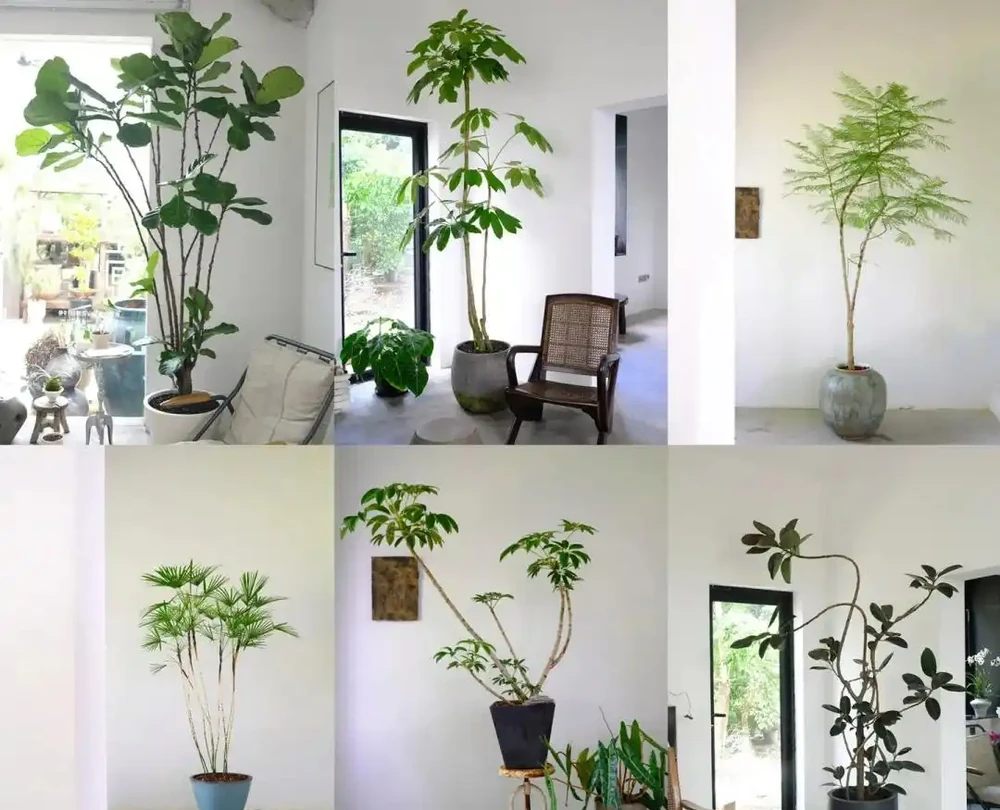 人養花，花旺人！客廳養盆大綠植，真的「有好處」