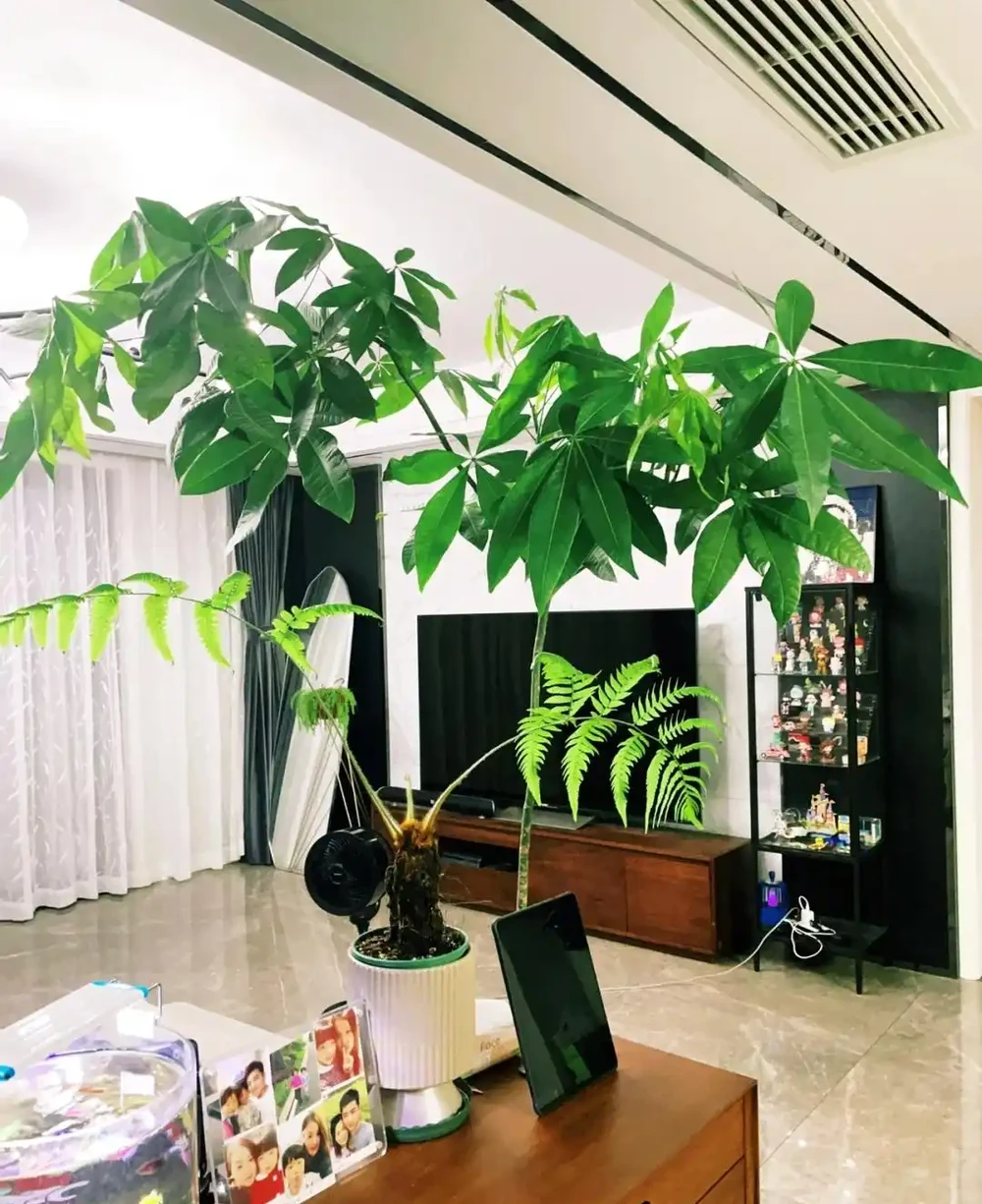 人養花，花旺人！客廳養盆大綠植，真的「有好處」