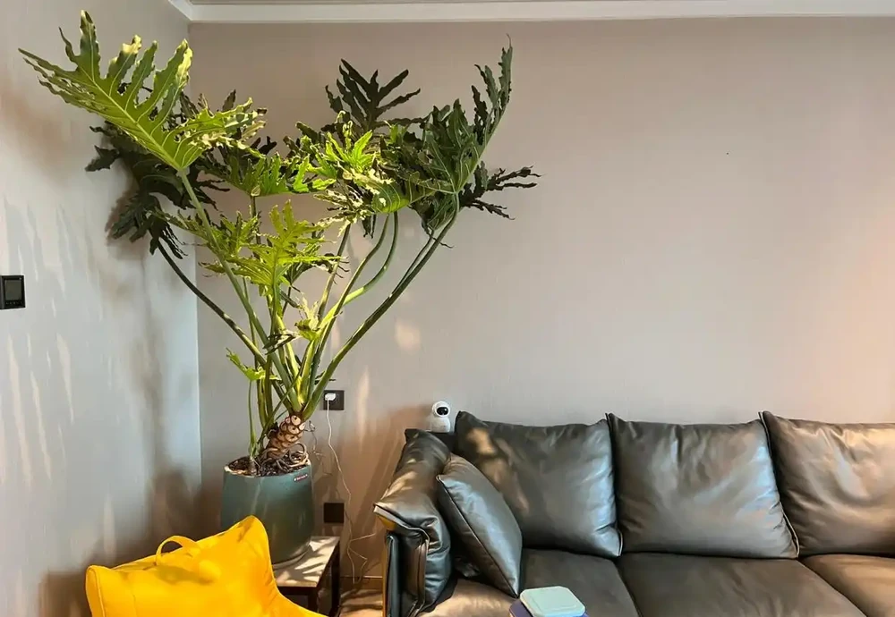 人養花，花旺人！客廳養盆大綠植，真的「有好處」
