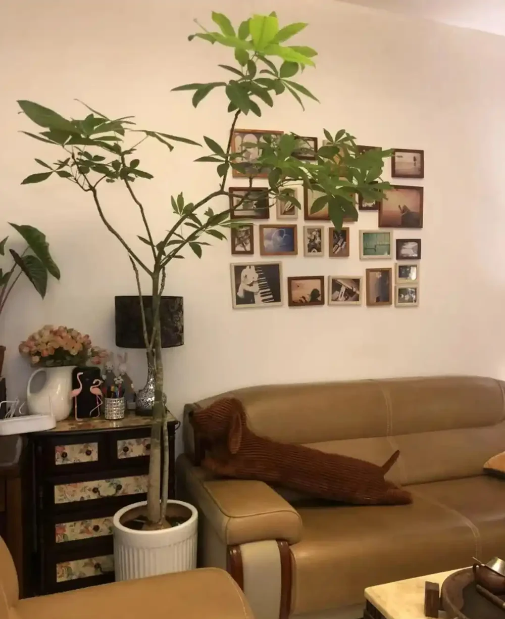 人養花，花旺人！客廳養盆大綠植，真的「有好處」