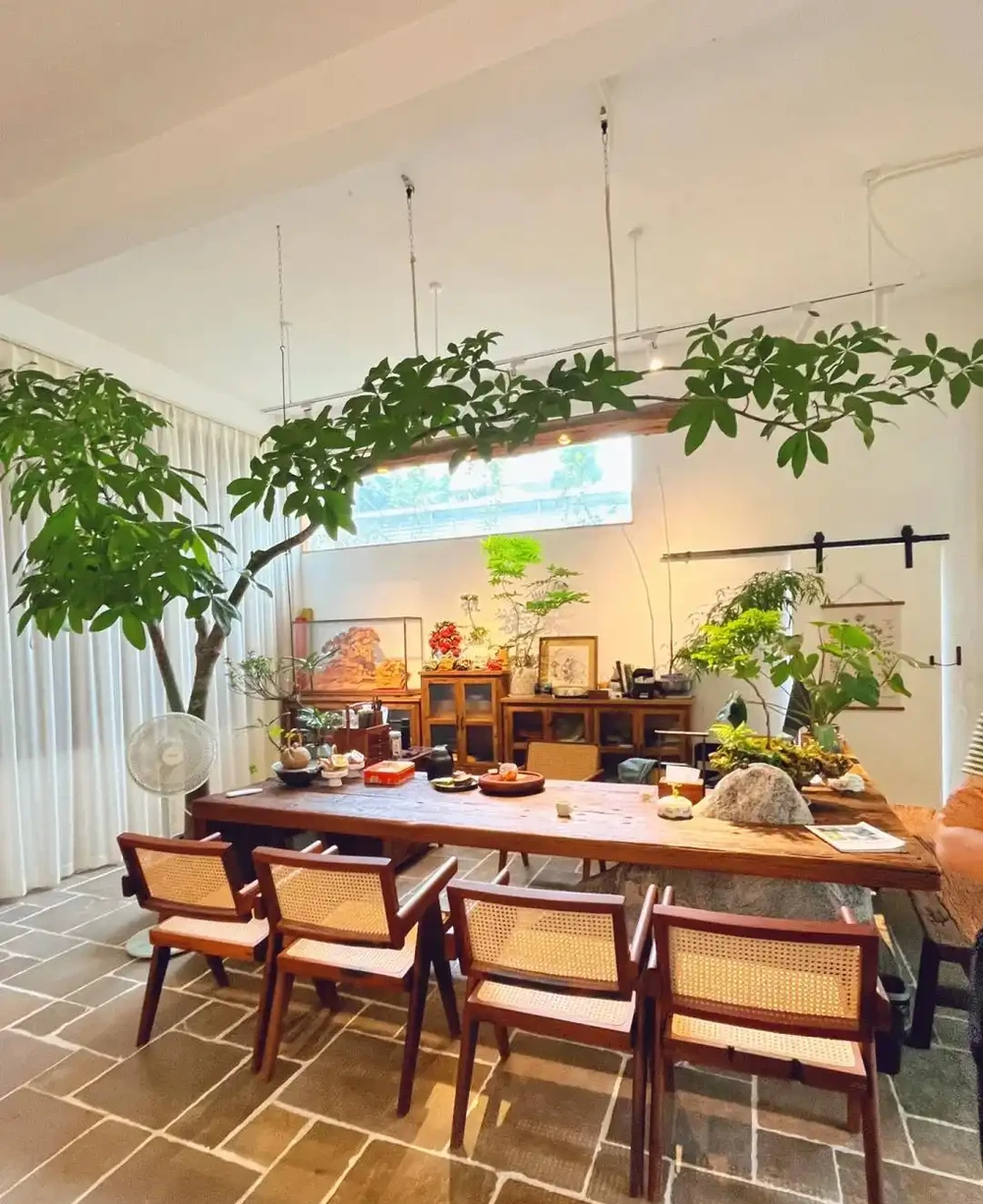 人養花，花旺人！客廳養盆大綠植，真的「有好處」