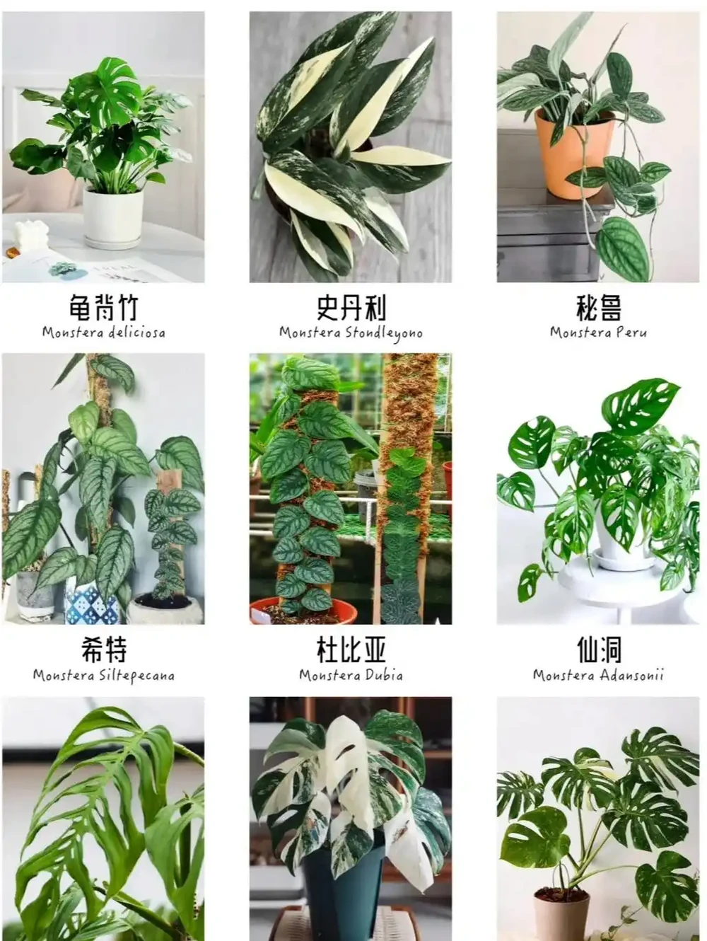 人養花，花旺人！客廳養盆大綠植，真的「有好處」